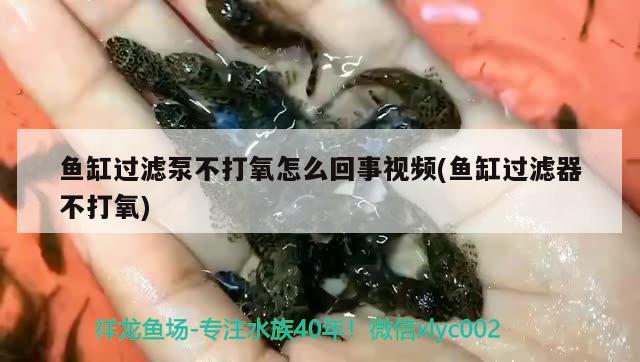 鱼缸过滤泵不打氧怎么回事视频(鱼缸过滤器不打氧)