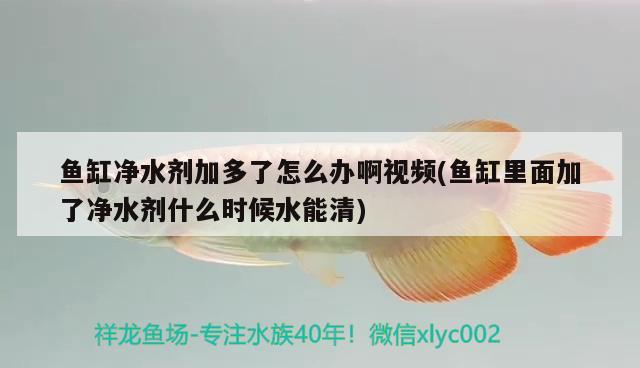 鱼缸净水剂加多了怎么办啊视频(鱼缸里面加了净水剂什么时候水能清) 黄金斑马鱼