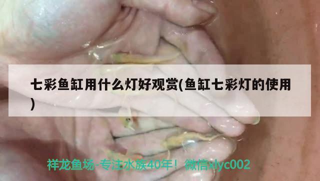 七彩鱼缸用什么灯好观赏(鱼缸七彩灯的使用)