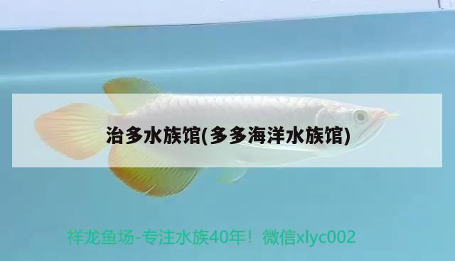 治多水族馆(多多海洋水族馆) 印尼四纹虎