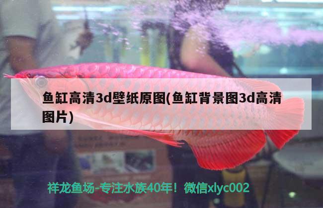 鱼缸高清3d壁纸原图(鱼缸背景图3d高清图片) 水族品牌 第2张