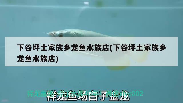 下谷坪土家族乡龙鱼水族店(下谷坪土家族乡龙鱼水族店) 观赏鱼进出口