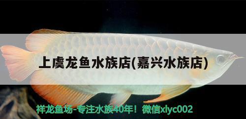 上虞龙鱼水族店(嘉兴水族店) 斑马鸭嘴鱼苗