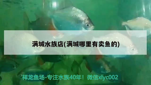 满城水族店(满城哪里有卖鱼的) 申古三间鱼