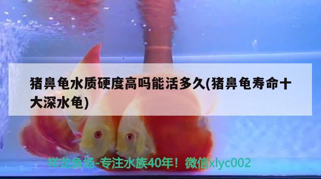 猪鼻龟水质硬度高吗能活多久(猪鼻龟寿命十大深水龟)