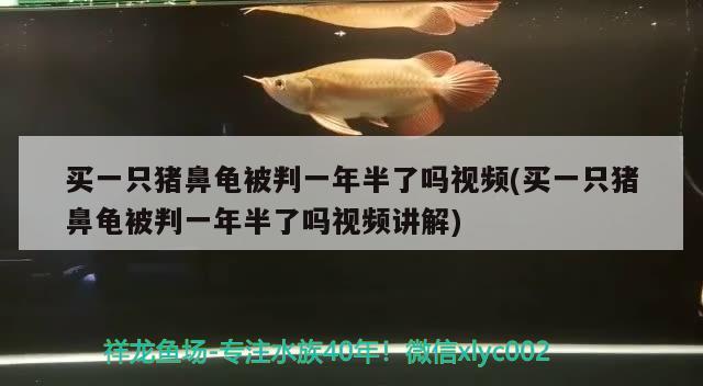 买一只猪鼻龟被判一年半了吗视频(买一只猪鼻龟被判一年半了吗视频讲解) 猪鼻龟