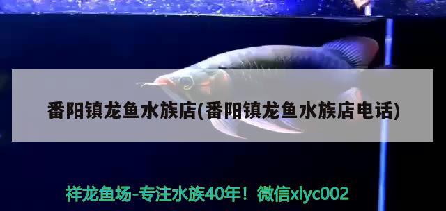 番阳镇龙鱼水族店(番阳镇龙鱼水族店电话)