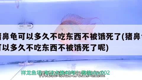 猪鼻龟可以多久不吃东西不被饿死了(猪鼻龟可以多久不吃东西不被饿死了呢) 猪鼻龟