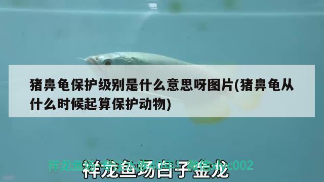 猪鼻龟保护级别是什么意思呀图片(猪鼻龟从什么时候起算保护动物)