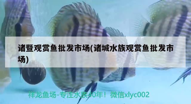 诸暨观赏鱼批发市场(诸城水族观赏鱼批发市场)