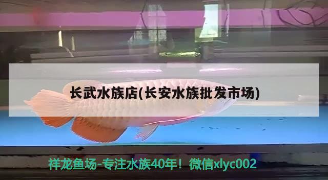 长武水族店(长安水族批发市场) 观赏鱼水族批发市场