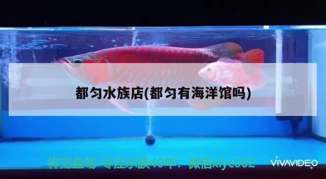 都匀水族店(都匀有海洋馆吗) 野彩鱼