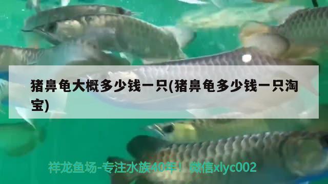 猪鼻龟大概多少钱一只(猪鼻龟多少钱一只淘宝)