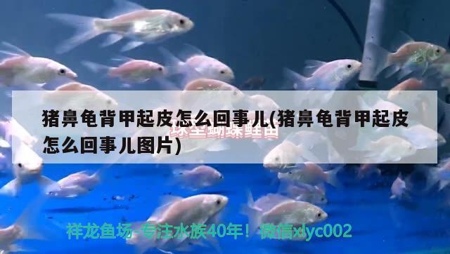 猪鼻龟背甲起皮怎么回事儿(猪鼻龟背甲起皮怎么回事儿图片)