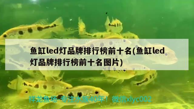 鱼缸led灯品牌排行榜前十名(鱼缸led灯品牌排行榜前十名图片)