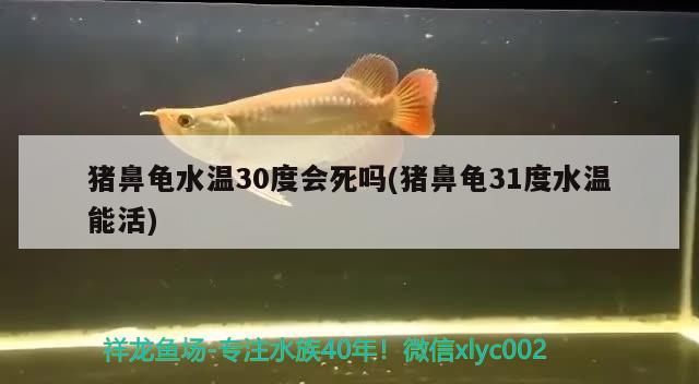 猪鼻龟水温30度会死吗(猪鼻龟31度水温能活) 猪鼻龟