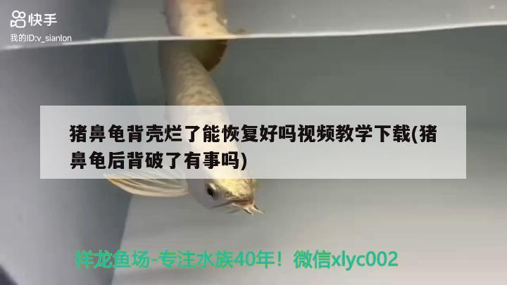 猪鼻龟背壳烂了能恢复好吗视频教学下载(猪鼻龟后背破了有事吗) 猪鼻龟