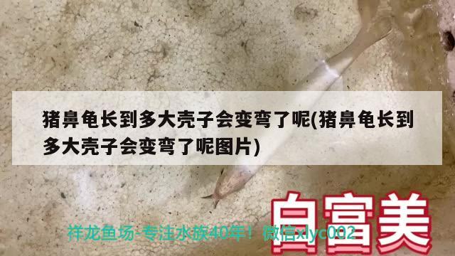 猪鼻龟长到多大壳子会变弯了呢(猪鼻龟长到多大壳子会变弯了呢图片) 猪鼻龟百科