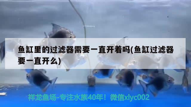 鱼缸里的过滤器需要一直开着吗(鱼缸过滤器要一直开么) 鱼缸风水