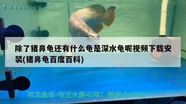 除了猪鼻龟还有什么龟是深水龟呢视频下载安装(猪鼻龟百度百科)