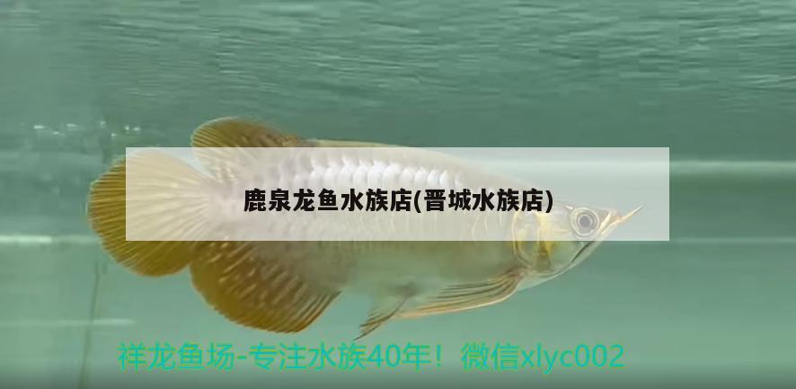 鹿泉龙鱼水族店(晋城水族店) 祥龙蓝珀金龙鱼