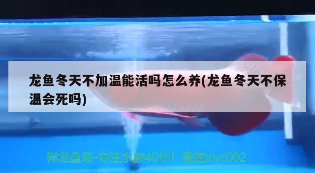 龙鱼冬天不加温能活吗怎么养(龙鱼冬天不保温会死吗) 稀有金龙鱼