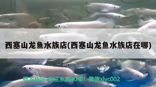 西塞山龙鱼水族店(西塞山龙鱼水族店在哪) 恐龙王鱼