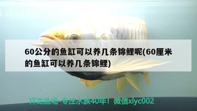 60公分的鱼缸可以养几条锦鲤呢(60厘米的鱼缸可以养几条锦鲤)