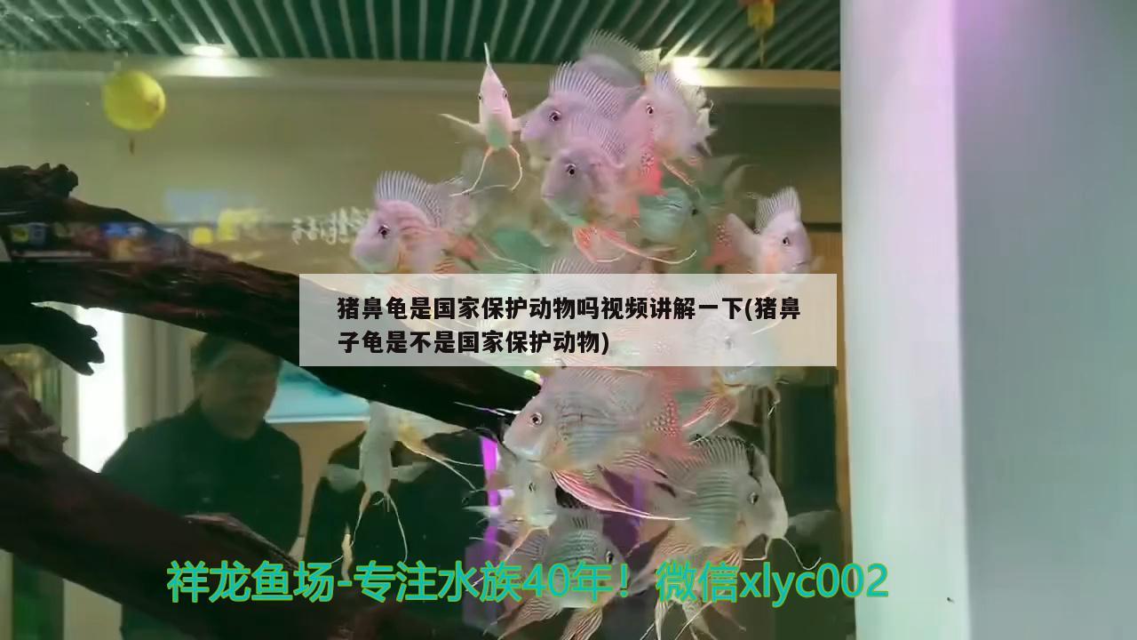 猪鼻龟是国家保护动物吗视频讲解一下(猪鼻子龟是不是国家保护动物)