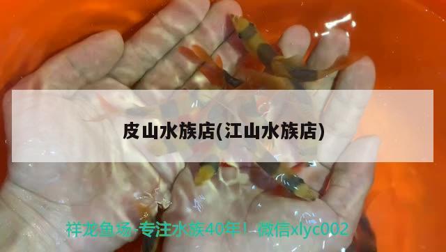 皮山水族店(江山水族店) 招财战船鱼