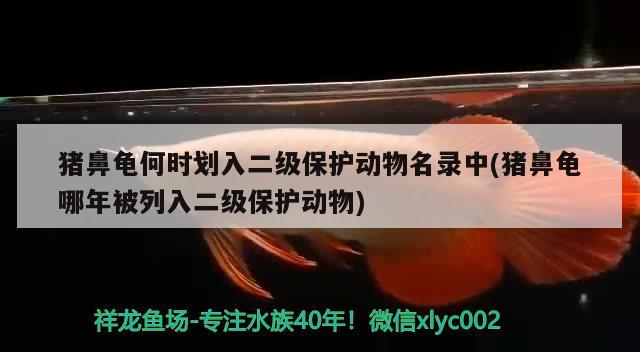 猪鼻龟何时划入二级保护动物名录中(猪鼻龟哪年被列入二级保护动物)