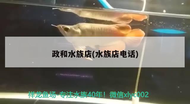 政和水族店(水族店电话) 印尼四纹虎