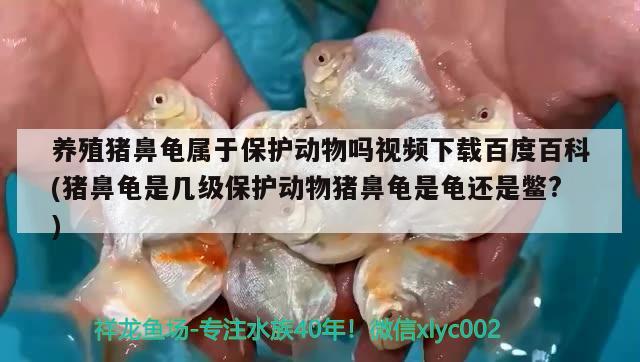 养殖猪鼻龟属于保护动物吗视频下载百度百科(猪鼻龟是几级保护动物猪鼻龟是龟还是鳖?)