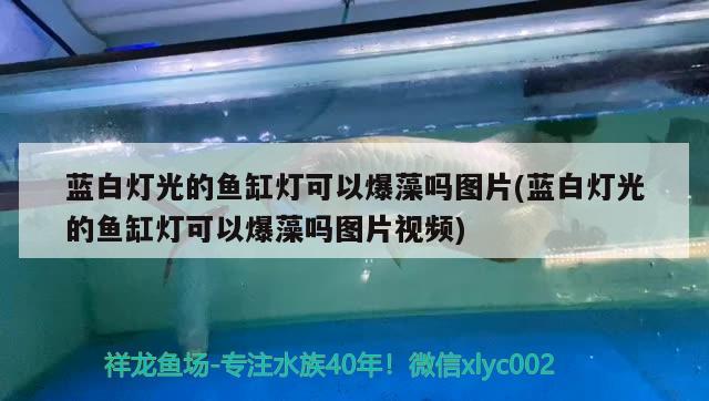 蓝白灯光的鱼缸灯可以爆藻吗图片(蓝白灯光的鱼缸灯可以爆藻吗图片视频) 鱼缸风水