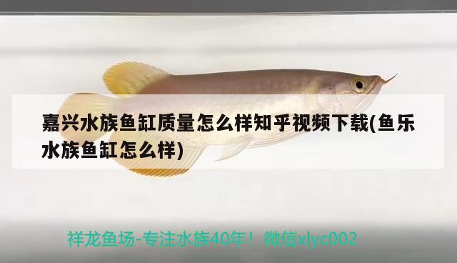 嘉兴水族鱼缸质量怎么样知乎视频下载(鱼乐水族鱼缸怎么样) 2024第28届中国国际宠物水族展览会CIPS（长城宠物展2024 CIPS）