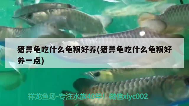 猪鼻龟吃什么龟粮好养(猪鼻龟吃什么龟粮好养一点)