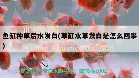 鱼缸种草后水发白(草缸水草发白是怎么回事) 水草