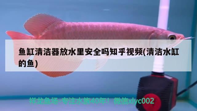 鱼缸清洁器放水里安全吗知乎视频(清洁水缸的鱼) 鱼缸风水