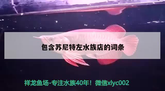 包含苏尼特左水族店的词条 黄金斑马鱼