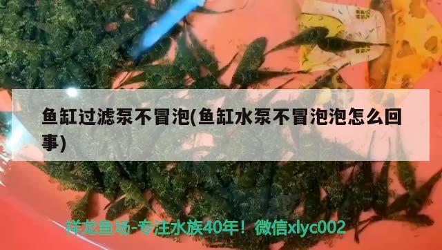 鱼缸过滤泵不冒泡(鱼缸水泵不冒泡泡怎么回事) 鱼缸水泵