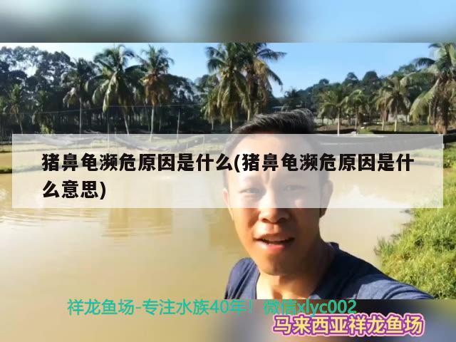 猪鼻龟濒危原因是什么(猪鼻龟濒危原因是什么意思)