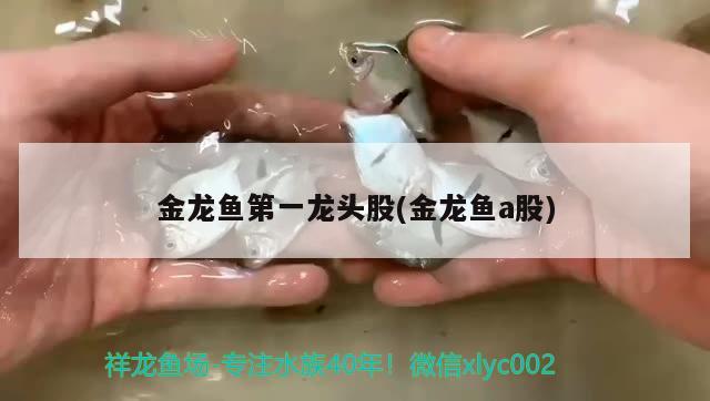 金龙鱼第一龙头股(金龙鱼a股) 羽毛刀鱼苗