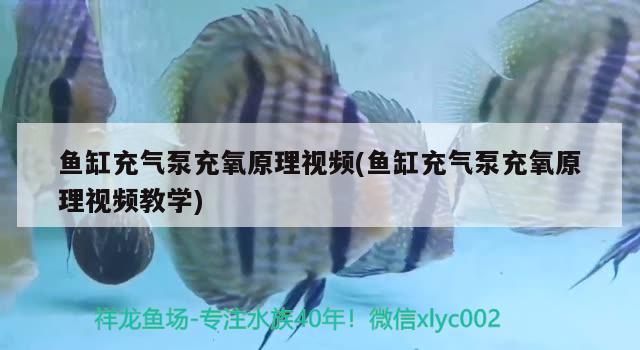 鱼缸充气泵充氧原理视频(鱼缸充气泵充氧原理视频教学) 鱼缸风水