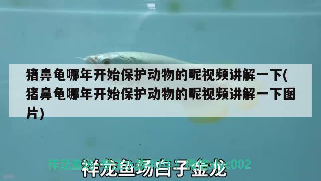 猪鼻龟哪年开始保护动物的呢视频讲解一下(猪鼻龟哪年开始保护动物的呢视频讲解一下图片)