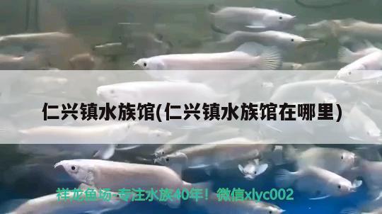 仁兴镇水族馆(仁兴镇水族馆在哪里) 苏虎