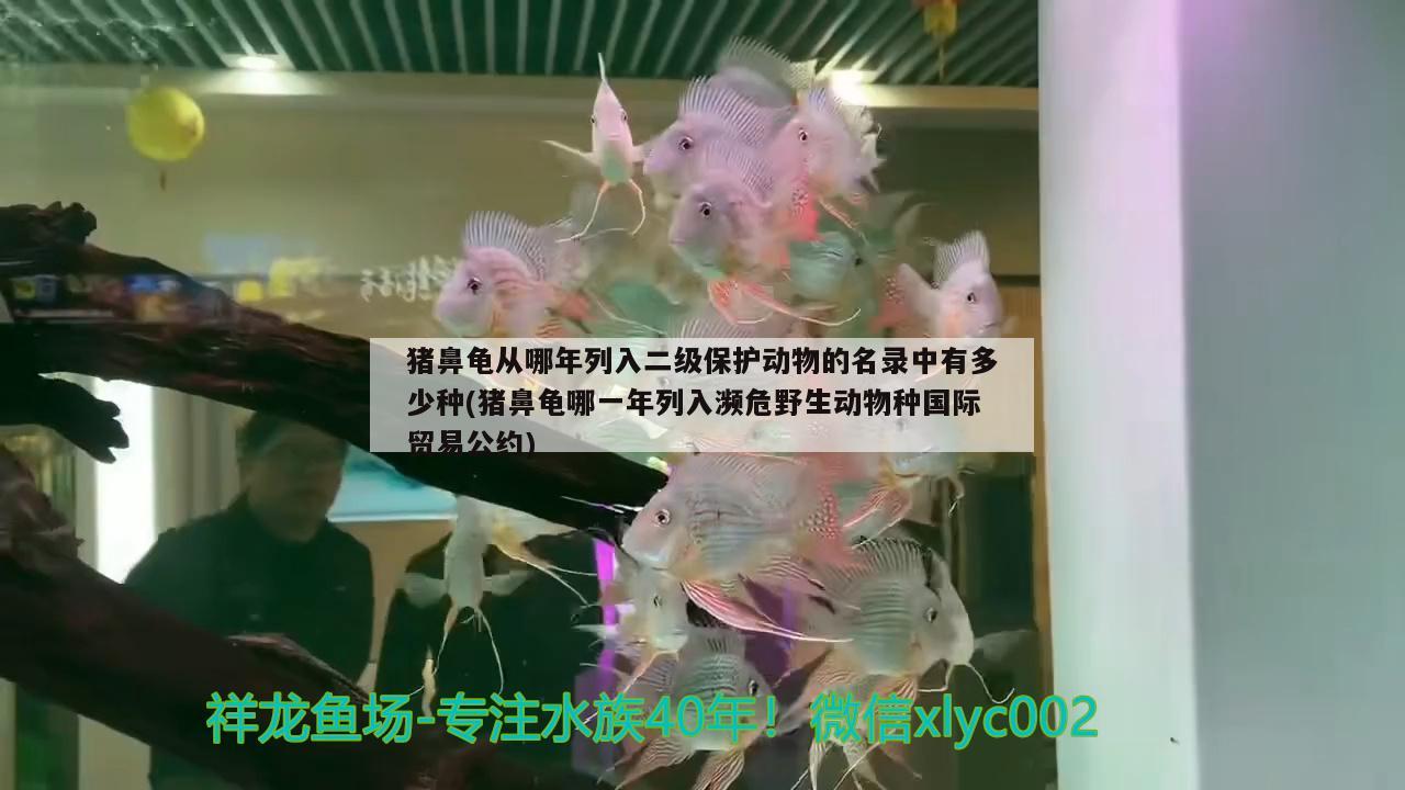 猪鼻龟从哪年列入二级保护动物的名录中有多少种(猪鼻龟哪一年列入濒危野生动物种国际贸易公约)