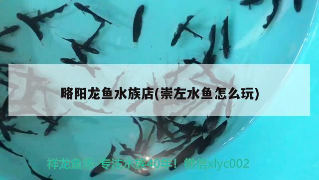 略阳龙鱼水族店(崇左水鱼怎么玩) 祥龙金禾金龙鱼