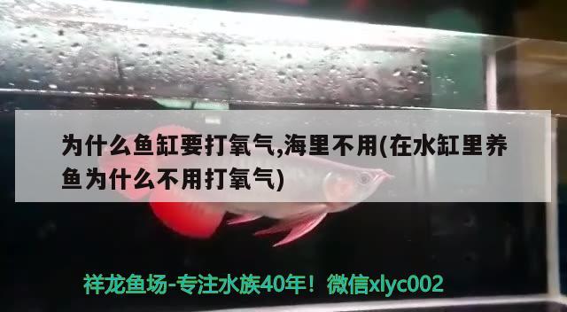 为什么鱼缸要打氧气,海里不用(在水缸里养鱼为什么不用打氧气) 充氧泵