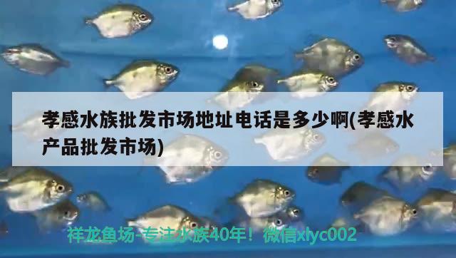 孝感水族批发市场地址电话是多少啊(孝感水产品批发市场) 观赏鱼水族批发市场