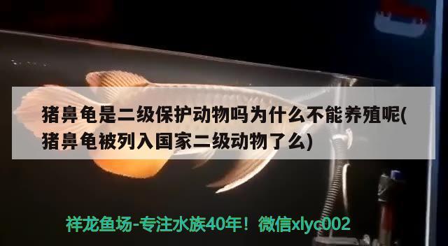 猪鼻龟是二级保护动物吗为什么不能养殖呢(猪鼻龟被列入国家二级动物了么)